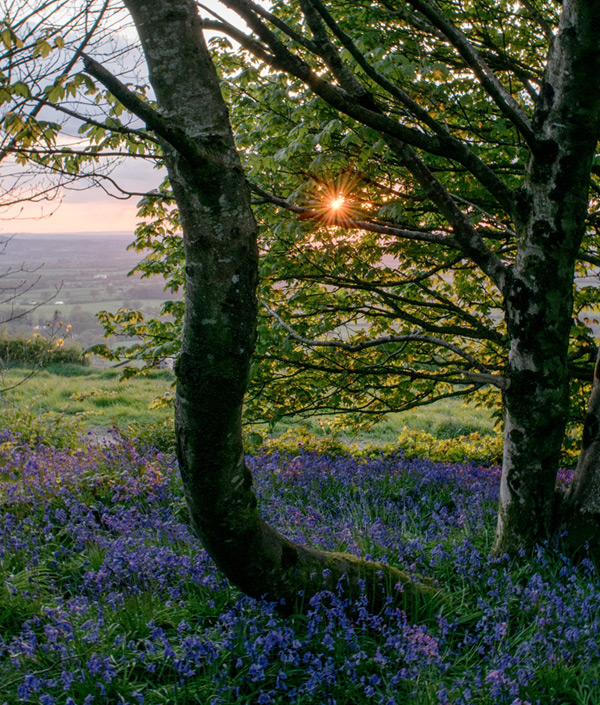 Bluebells in the Dorset countryside 