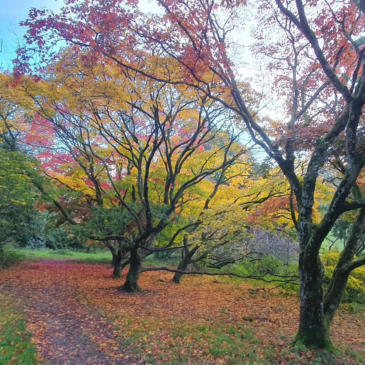 Dorset Gardens Autumn Colours