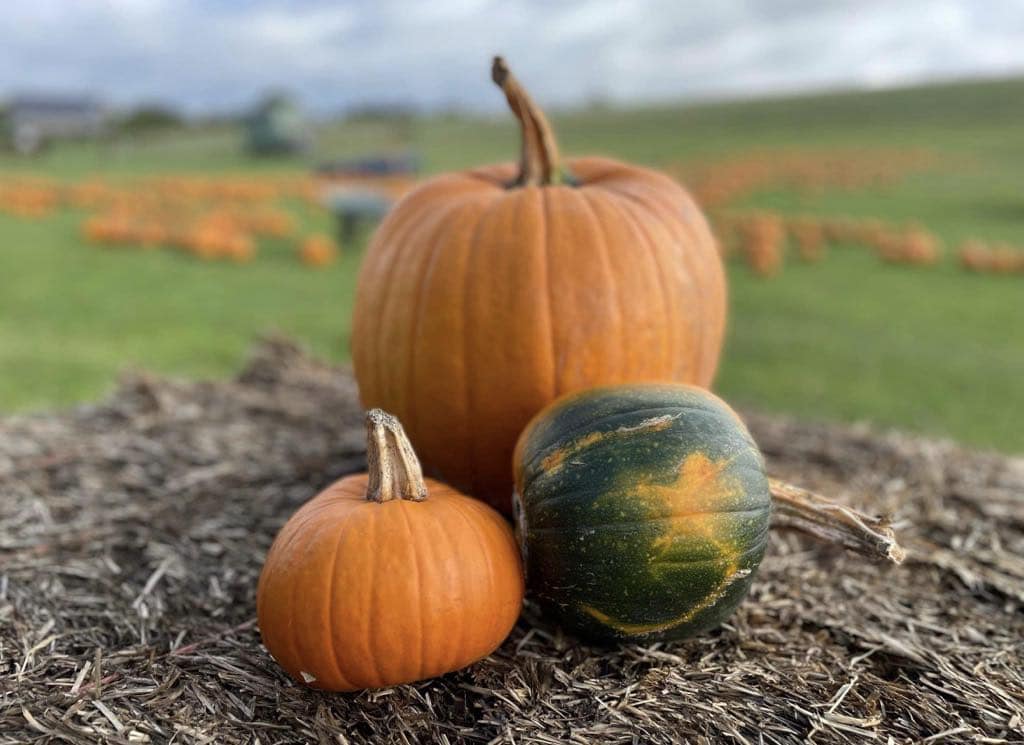 Pumpkin picking dorchester