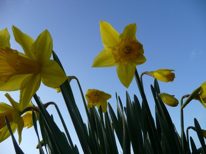Gardens in Dorset