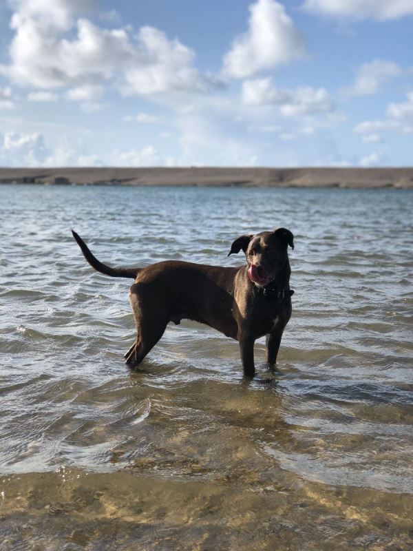 Dog friendly beaches in Dorset