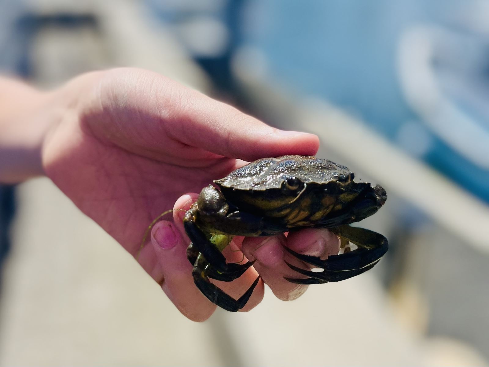 Where to go crabbing in Dorset