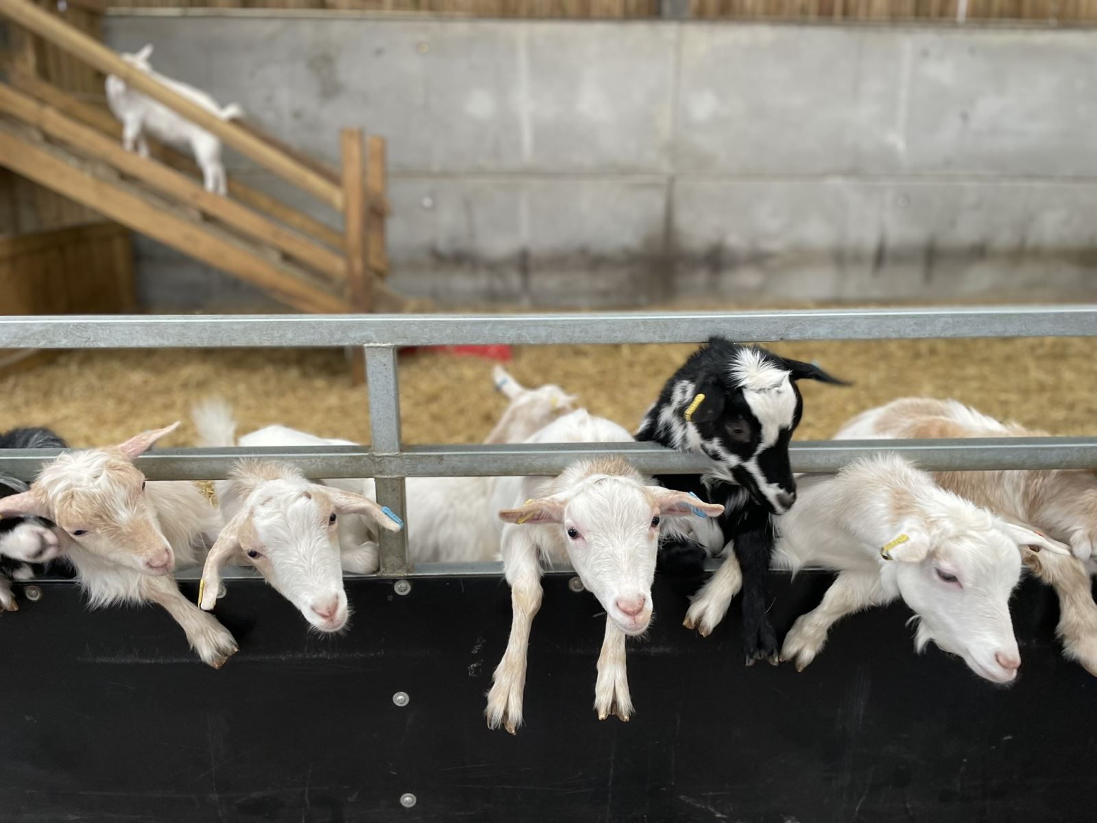 Family Attraction Voucher