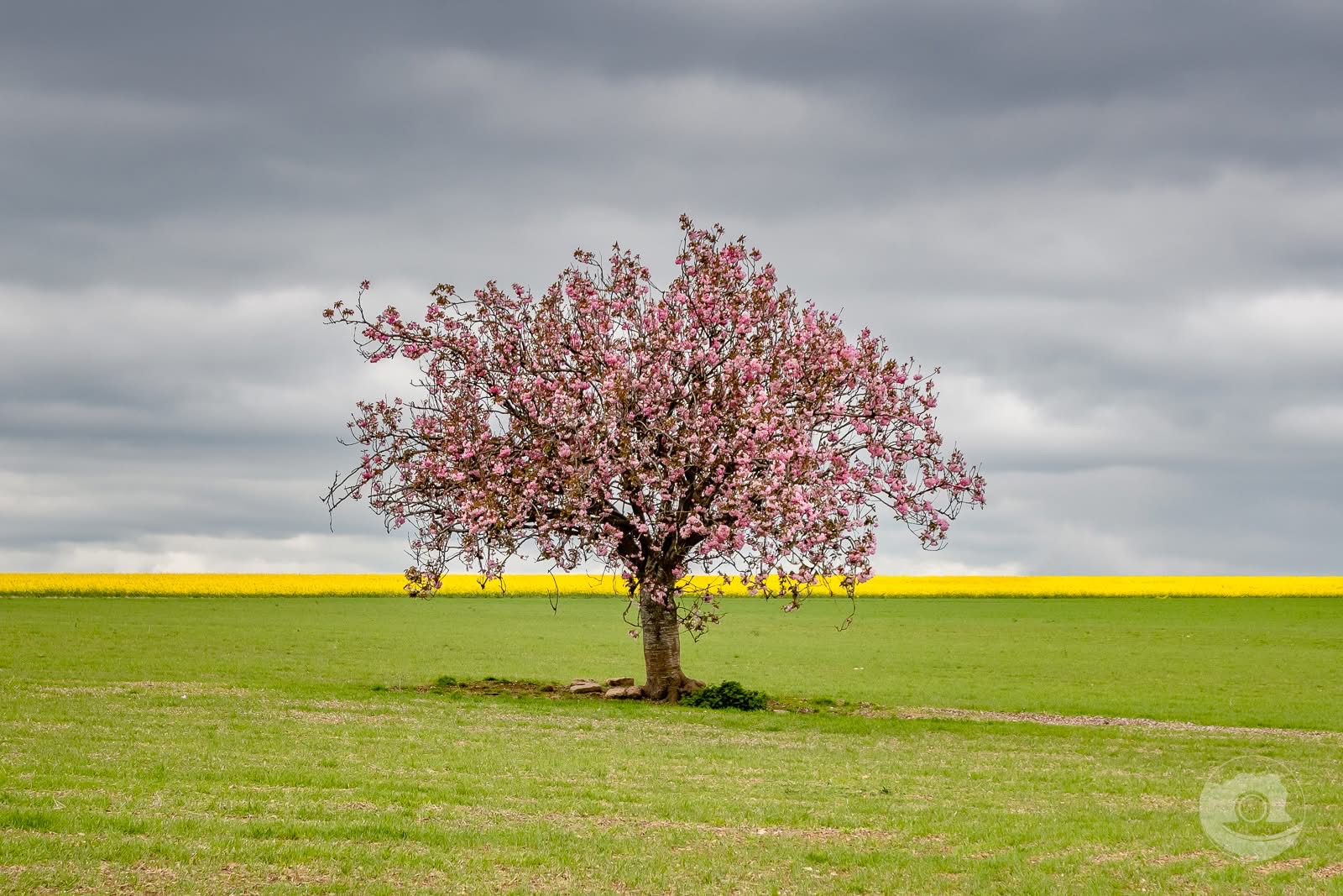May Day Bank Holiday 2026 - Things to Do in Dorset