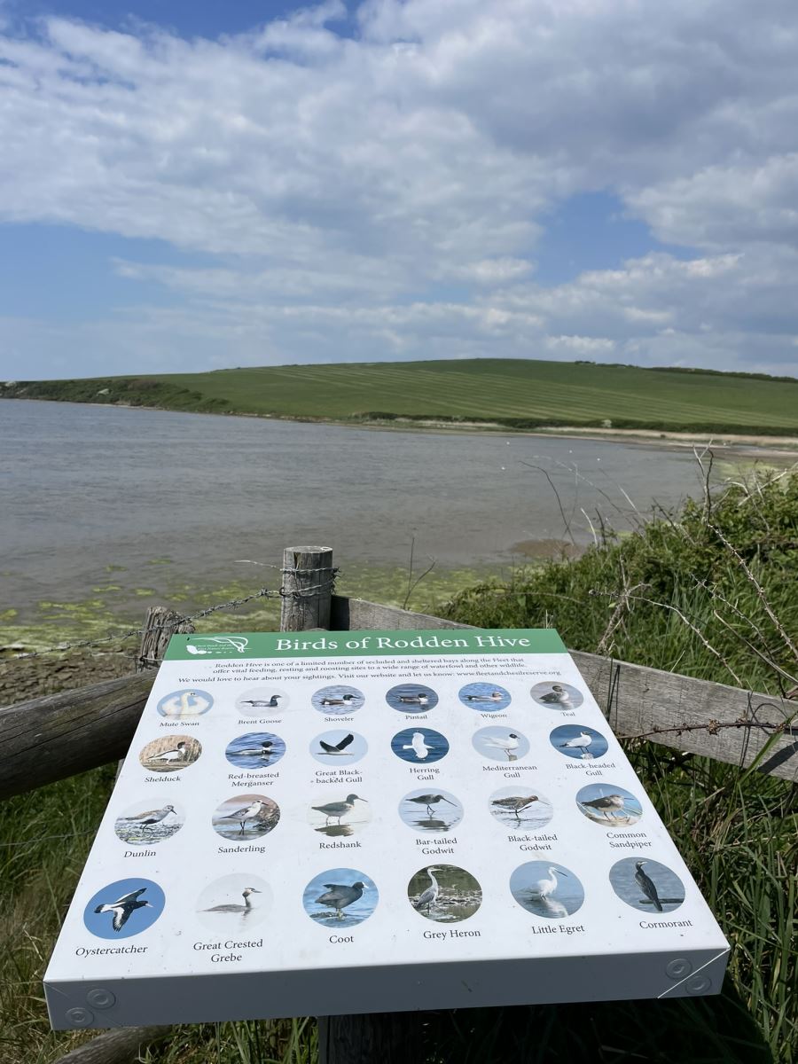 Bird Watching Dorset