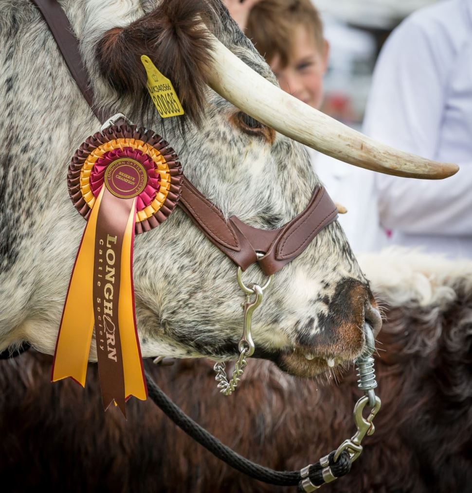 Sizing up the competition at the Dorset County Show