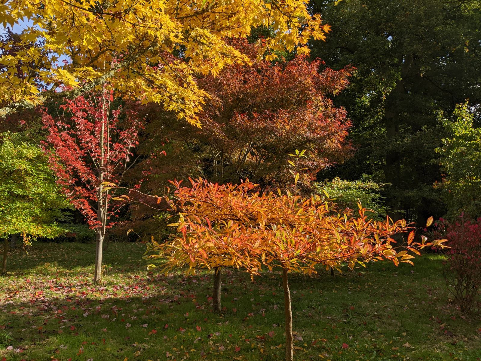 Autumn Colours in Wimborne