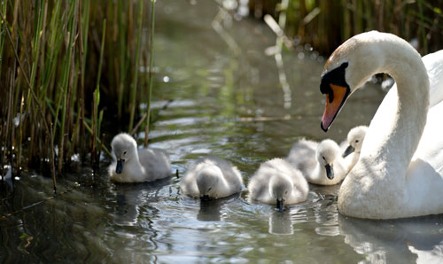 Abbotsbury Swannery - Unique World Only Attraction