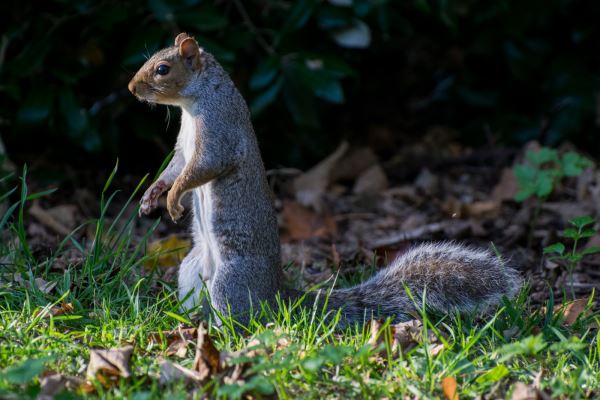 Grey Squirrel