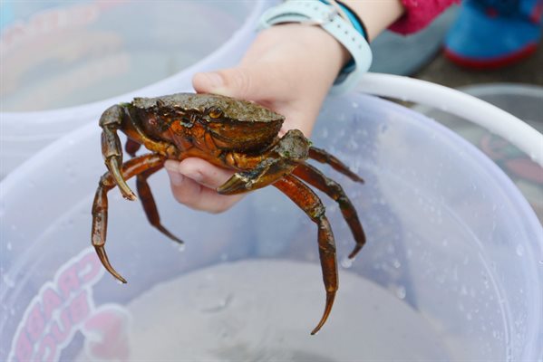 Crabbing in Dorset