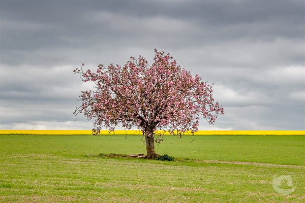 May Bank Holiday 2026 - Things to Do in Dorset
