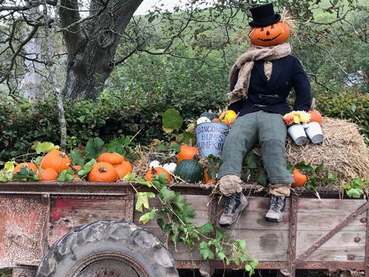 Pumpkin Picking in Dorset
