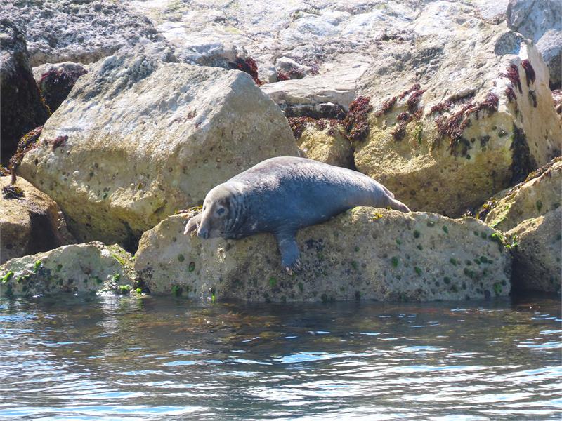 Birds and Wildlife on the Bay