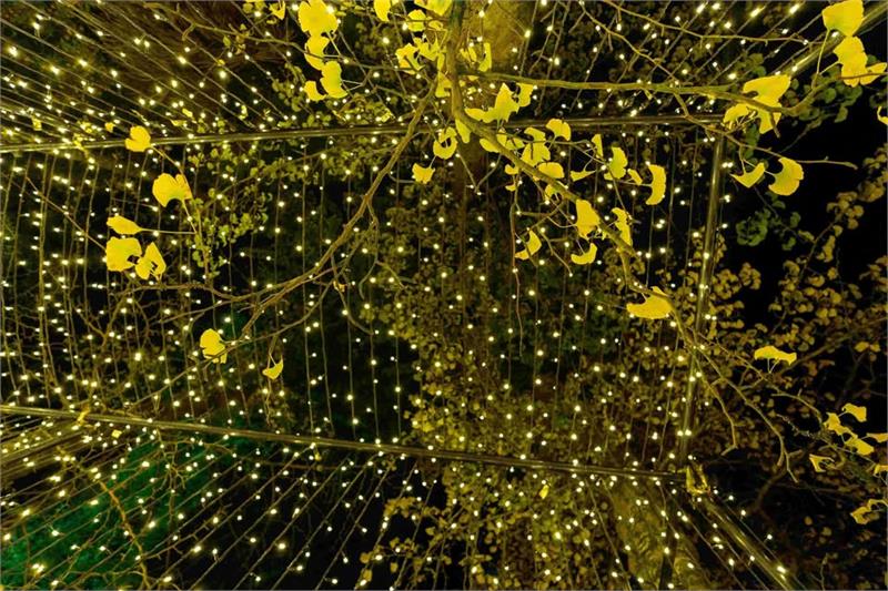 October Illuminate 2026 - event in Abbotsbury