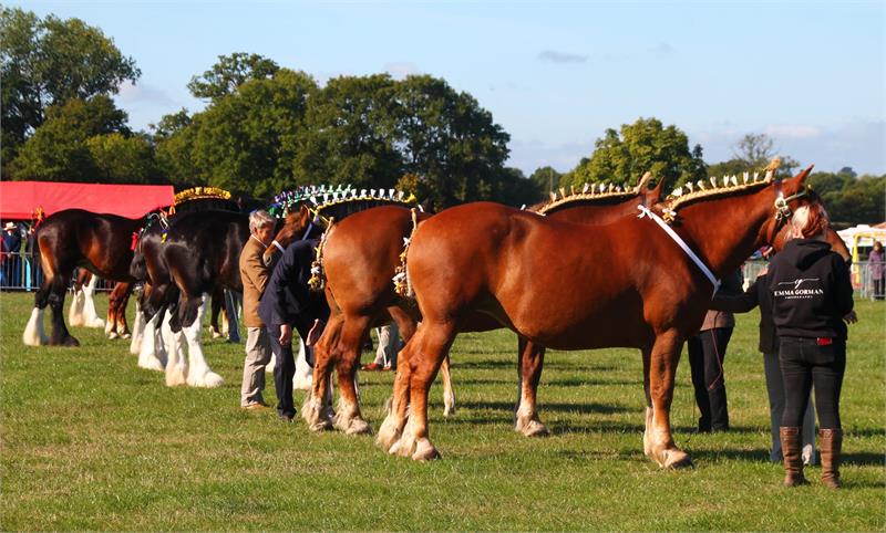 Wessex Heavy Horse Show & Country Fayre