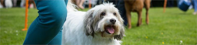 Margaret Green Fun Day & Novelty Dog Show
