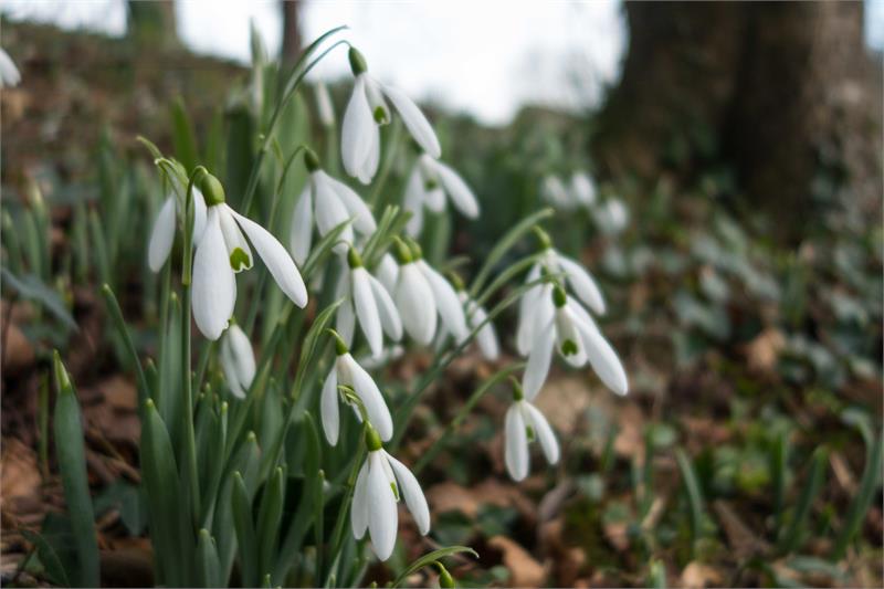 Snowdrop Sunday