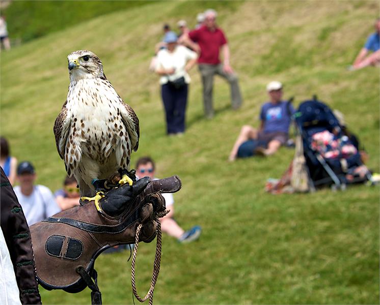 Medieval falconry