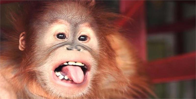 Go EAST at Monkey World