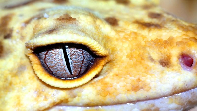Mapperton Creepy Crawly Show