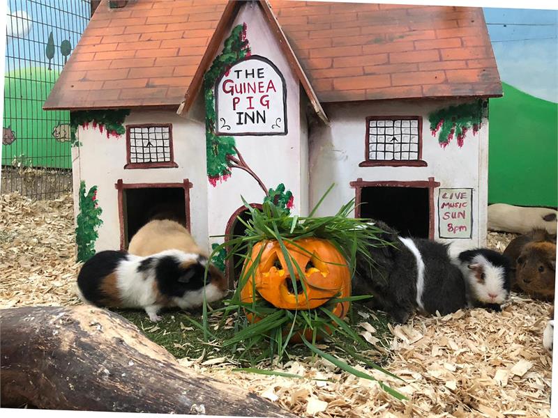 Fang-Tastic Halloween Half Term at Farmer Palmer's