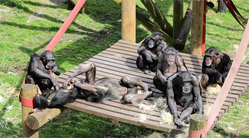 Celebrate World Chimpanzee Day at Monkey World