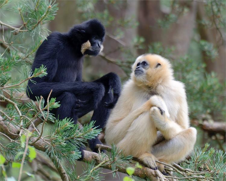 International Gibbon Day at Monkey World!