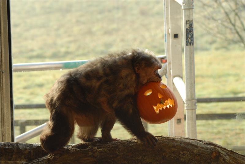 Halloween Half-Term is Spooktacular @ Monkey World