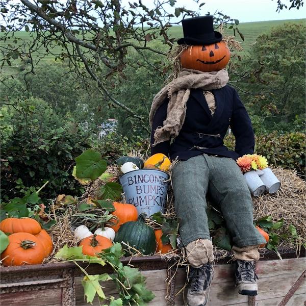 Bincombe Bumps Pumpkins