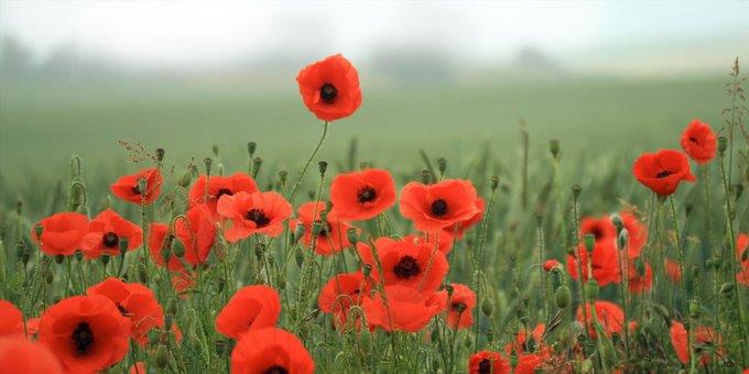 The Keep Poppy Project