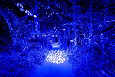 Abbotsbury Gardens Illuminate