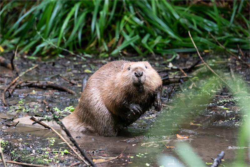 Rewilding Tours