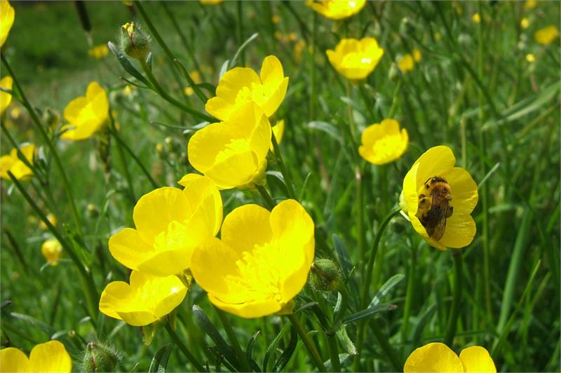 Talk Wildlife friendly gardening by Mitch Perkins