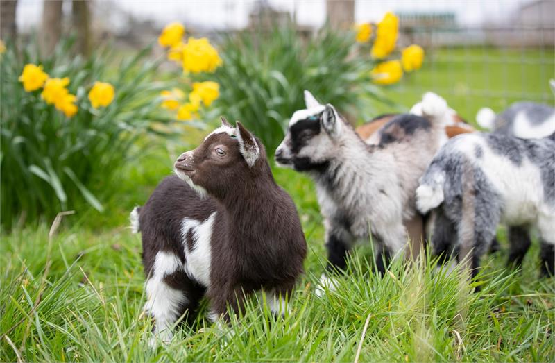 Meet the Goat Kids - February Half Term