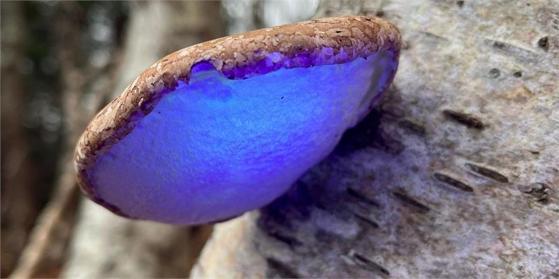 Biofluorescence in Nature - Night Guided Walk 