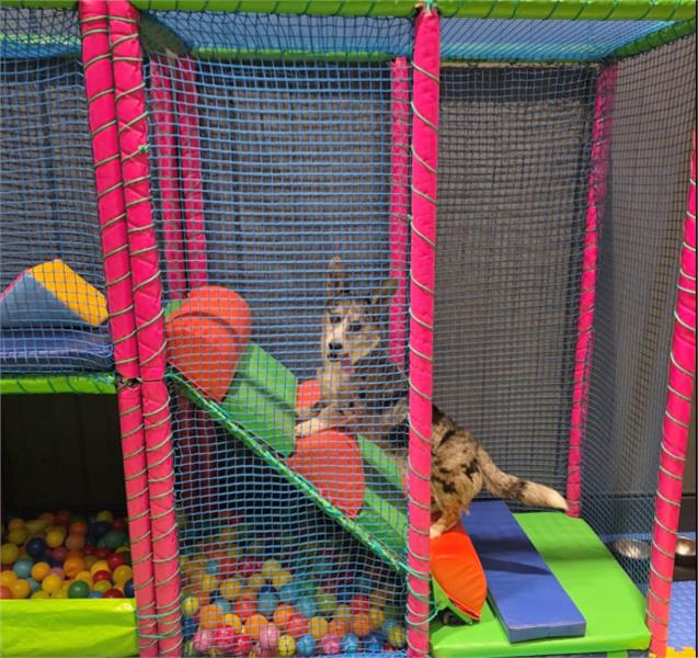 Corgi Day - event in Dorchester