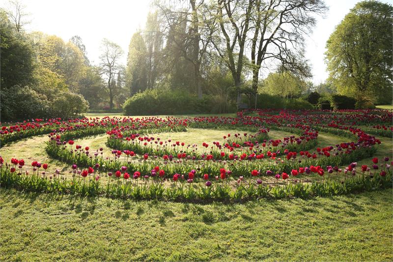 Tulip Extravaganza - event in Lyme Regis