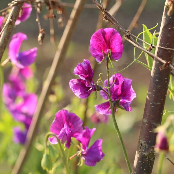 Summer of Sweet peas - event in Lyme Regis