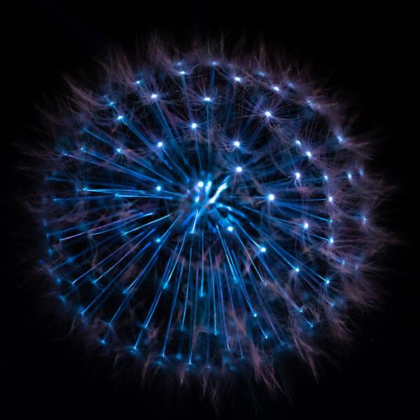 Biofluorescent Night Walks - event in Lyme Regis