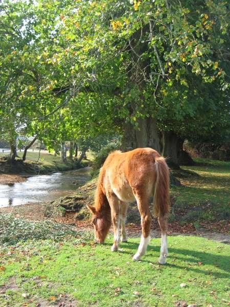 New Forest Map