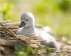 Abbotsbury Swannery