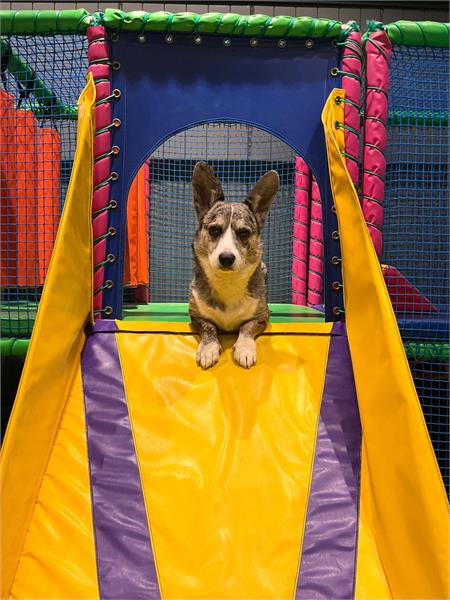 MUTT - Dog Everything in Dorchester