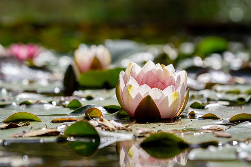 Abbotsbury Subtropical Gardens